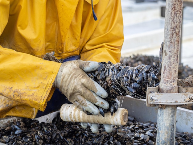 Pescadores incrustando mejillones en una cuerda para el cultivo industrial de mariscos. Concepto de acuicultura.