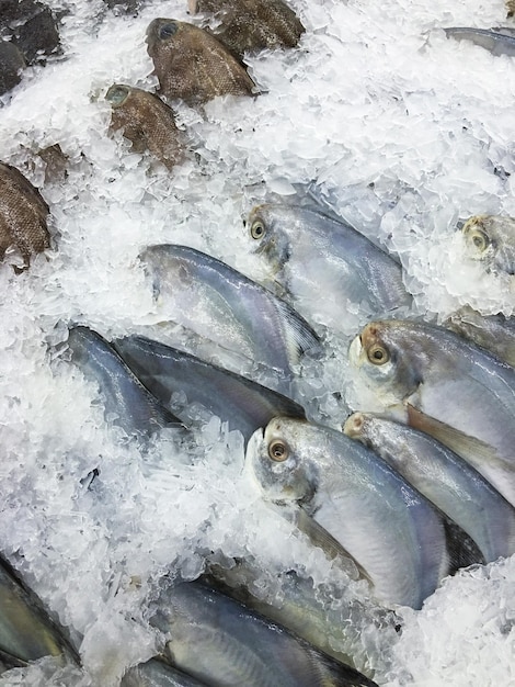 Los pescados de mar frescos crudos Pomfret congelados en hielo vendidos en el mercado de bazar Fondo enfriado