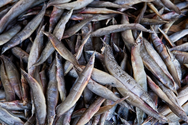 Pescados secados mariscos famosos Tailandia para la preservación de alimentos