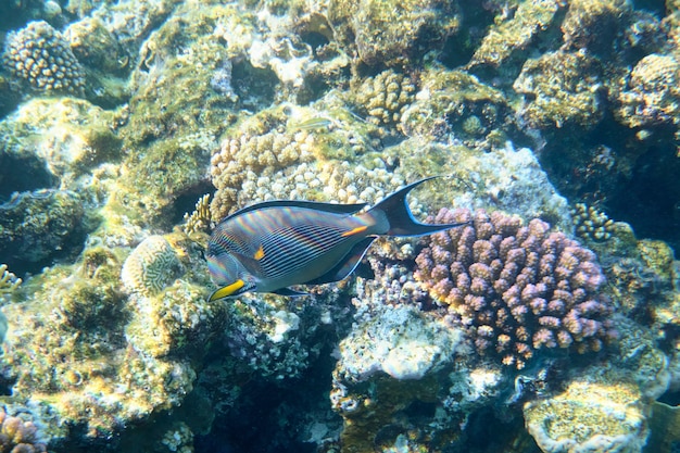 Pesque cerca de un arrecife de coral en el Mar Rojo en Egipto.