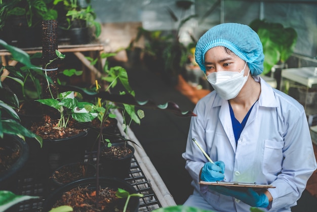 Pesquisa científica em agricultura de planta de folha em estufa de laboratório de medicina, cânhamo ou botão de erva vivendo em fazenda natural para uso de drogas, crescimento orgânico de jardim de flores para indústria com ciência da botânica