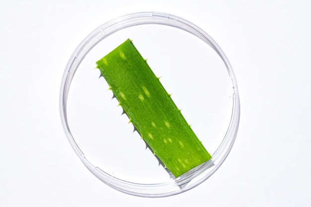 Pesquisa de extrato de aloe vera em laboratório com uma placa de petri em fundo branco para pesquisa de aloe vera, fotografia publicitária, conteúdo científico, vista superior