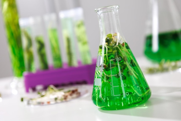 Pesquisa e ciência da biotecnologia Cientistas estão desenvolvendo pesquisas sobre algas Bioenergia pesquisa de energia de biocombustíveis