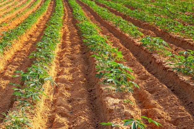 Pesquisa por imagem Fileiras de solo antes do plantio e Fileiras de mudas de mandioca em terras agrícolas