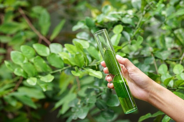 Pesquisador de ciências agrícolas segurando um tubo de ensaio de vidro extraído de folhas de limão kaffir.