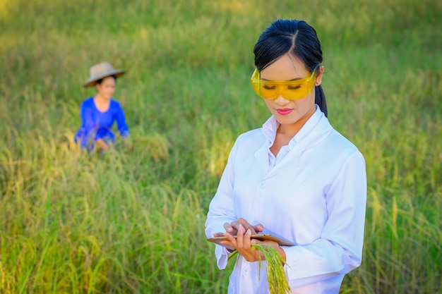 Pesquisador de mulheres asiáticas está monitorando a qualidade do arroz na fazenda