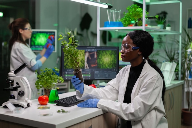Pesquisador microbiologista afro-americano segurando mudas ogm analisando plantas verdes geneticamente modificadas durante experimento agrícola. cientista químico trabalhando em laboratório de bioquímica hospitalar