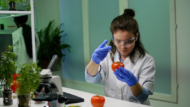 Pesquisador químico digitando expertise médica em farmacologia em computador injetando tomate com pesticidas químicos para experimentos agrícolas