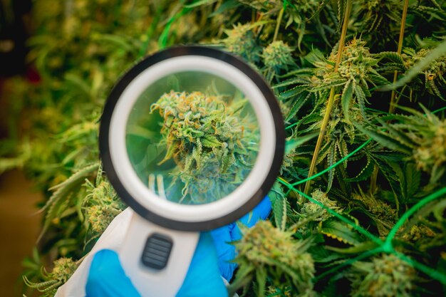 Pesquisadora examina folhas e botões de cannabis em uma estufa