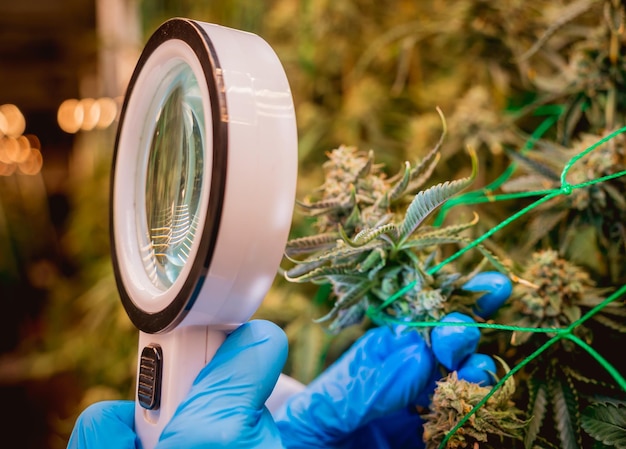 Pesquisadora examina folhas e botões de cannabis em uma estufa