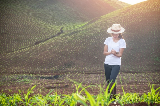 Pesquisadores de plantas de mulher bonita estão verificando e tomando notas nos campos de mudas de milho.