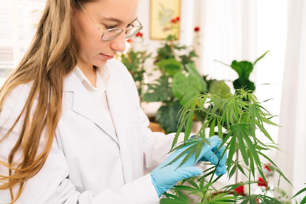 Pesquisadores profissionais trabalhando em uma planta de cânhamo e verificando folhas de ganja. pesquisa sobre maconha.