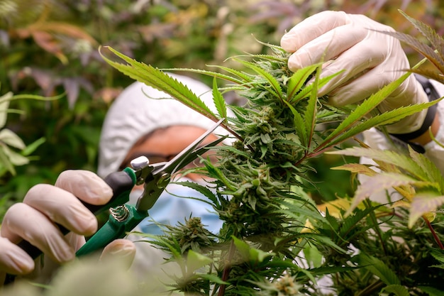Pesquisadores que cuidam de plantas de cannabis de interior estão podando flores frescas de cannabis cortando as folhas de cannabis perto das flores
