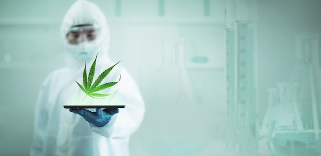 Pesquisando maconha ou cannabis em laboratórios científicos para obter benefícios medicinais