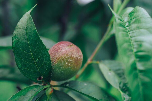 Pêssego verde em uma árvore Fundo de primavera