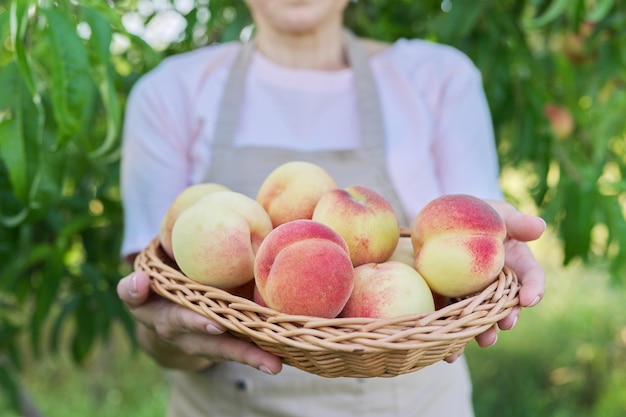 Pêssegos maduros frescos na cesta nas mãos do jardim feminino com pessegueiros colheita de fundo de frutas orgânicas naturais na fazenda