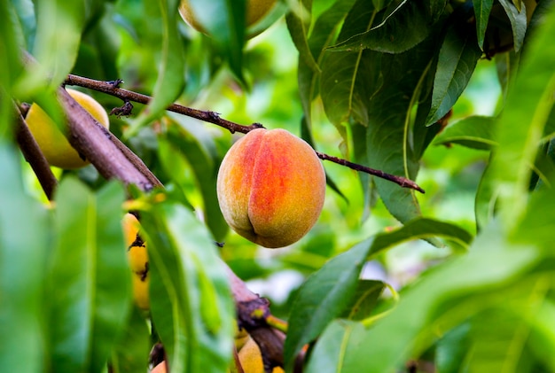 Pêssegos suculentos cultivados no jardim