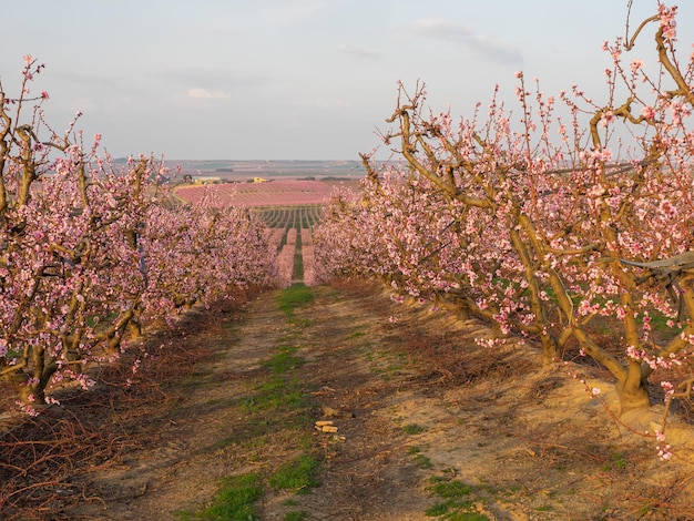 Pessegueiros no início da primavera florescendo em Aitona Catalunha