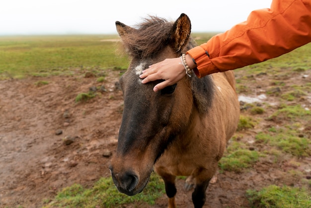 Pessoa acariciando cavalo no campo