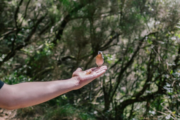 Foto pessoa com a mão segurando a planta contra as árvores