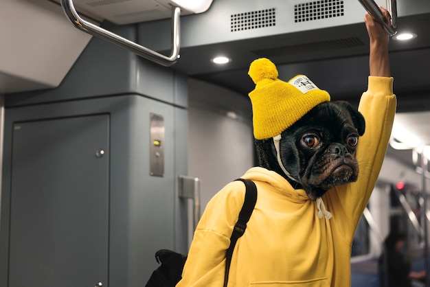 Pessoa com cabeça de cachorro pug usando o trem do metrô