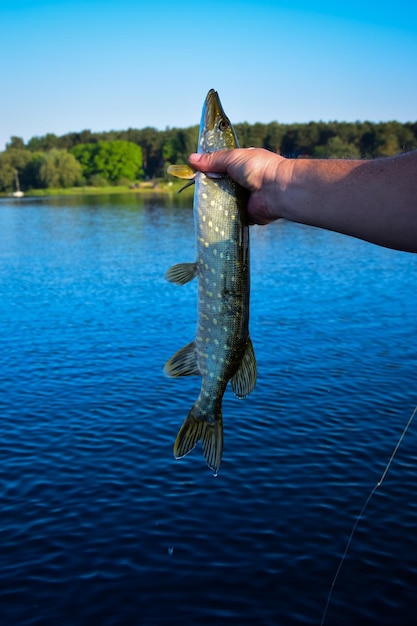 Foto pessoa com peixes no lago