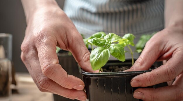 Pessoa de avental está plantando mudas jovens de manjericão verde em vasos com solo Há ferramentas de jardinagem na mesa com papel artesanal Passatempo de conceito agrícola