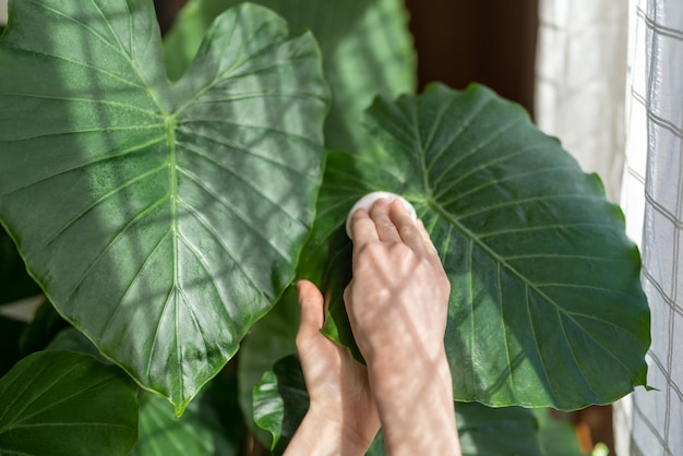 Pessoa de mão cuidar de toalhas de plantas ornamentais deixa alocasia com almofada de algodão na laranjeira de verdura