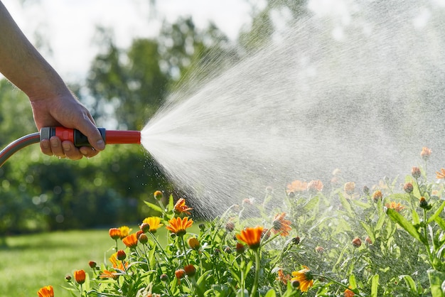 Foto pessoa irreconhecível rega flores e plantas com uma mangueira no jardim doméstico