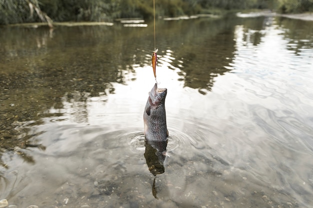 Foto pessoa, pesca um peixe, com, um, vara