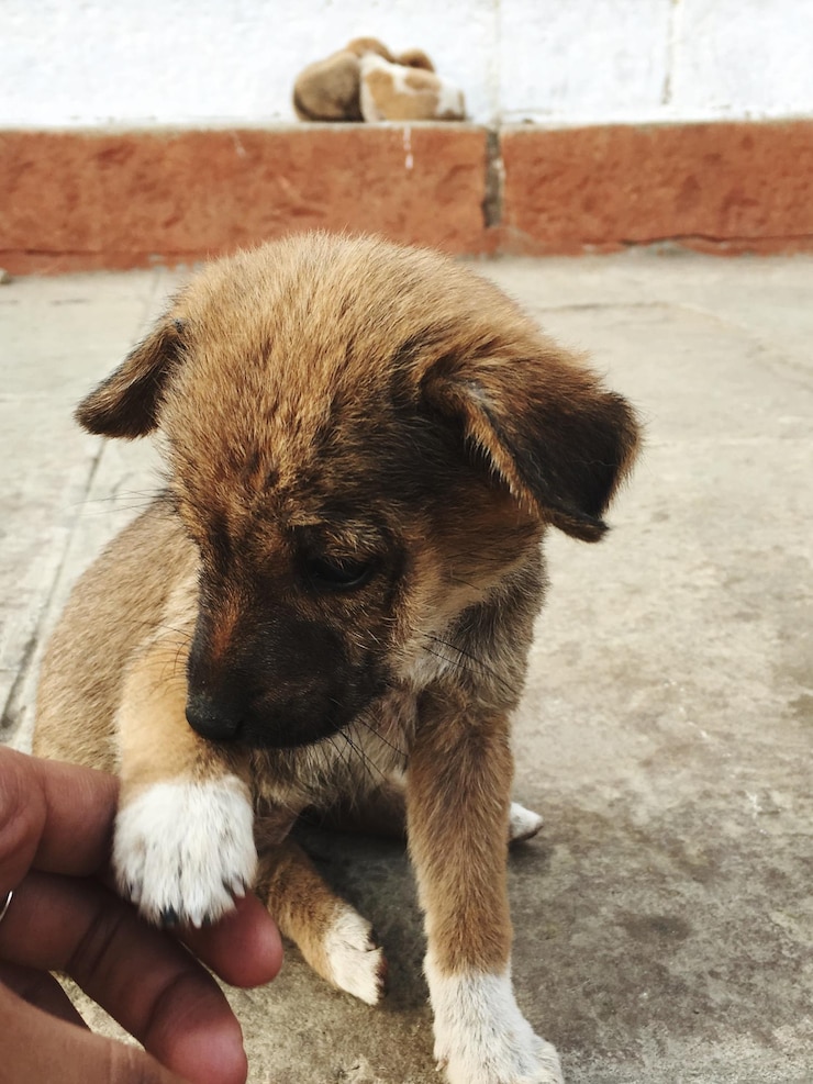 Foto pessoa que detém o cão