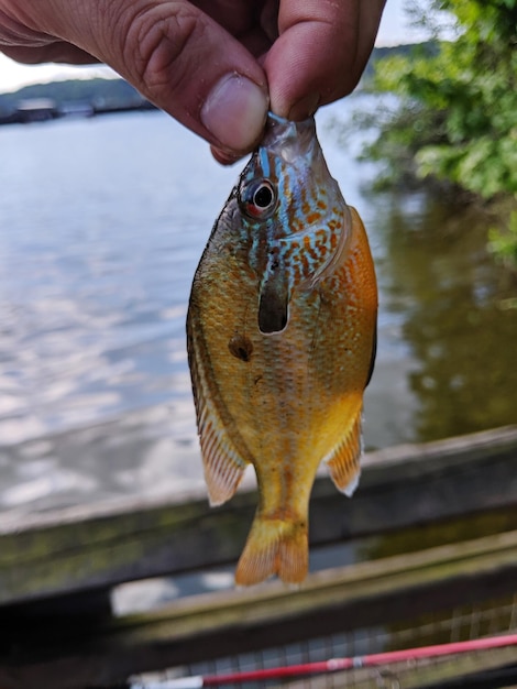 Foto pessoa que detém peixes