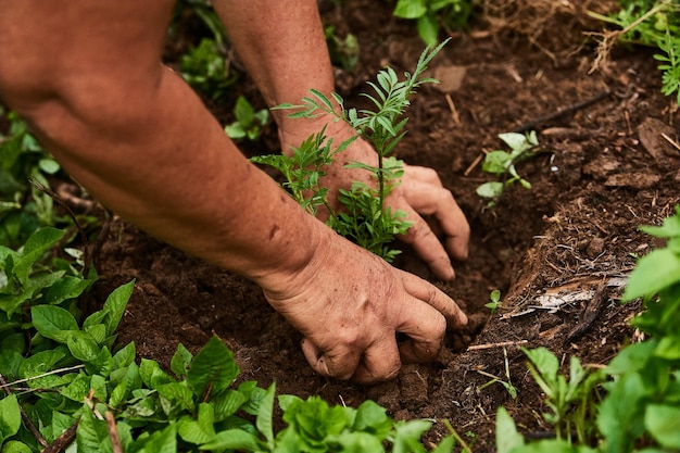 Foto pessoa semeando uma planta no terreno