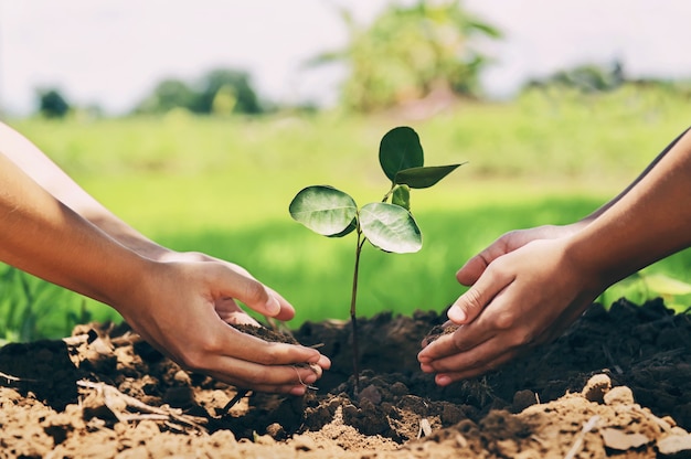 Pessoas ajudando a plantar árvores