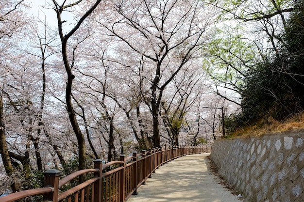 Pessoas caminham no Festival Jinhae Gunhangje em Busan, Coreia.