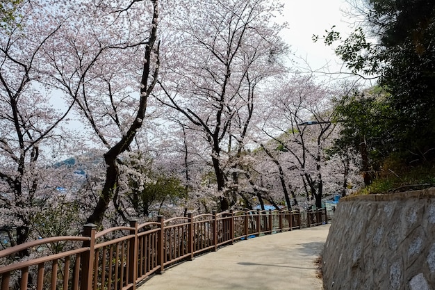 Pessoas caminham no Festival Jinhae Gunhangje em Busan, Coreia.