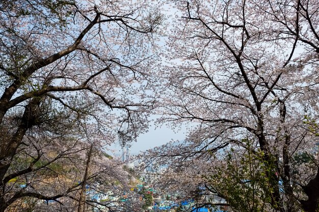 Pessoas caminham no Festival Jinhae Gunhangje em Busan, Coreia.