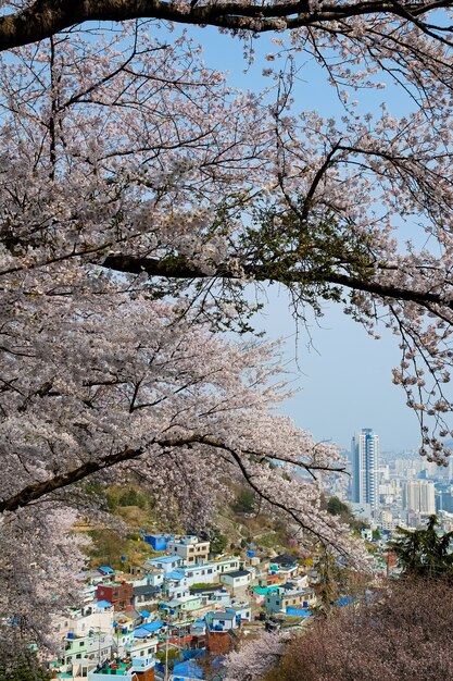 Pessoas caminham no Festival Jinhae Gunhangje em Busan, Coreia.