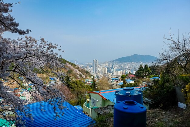 Pessoas caminham no Festival Jinhae Gunhangje em Busan, Coreia.