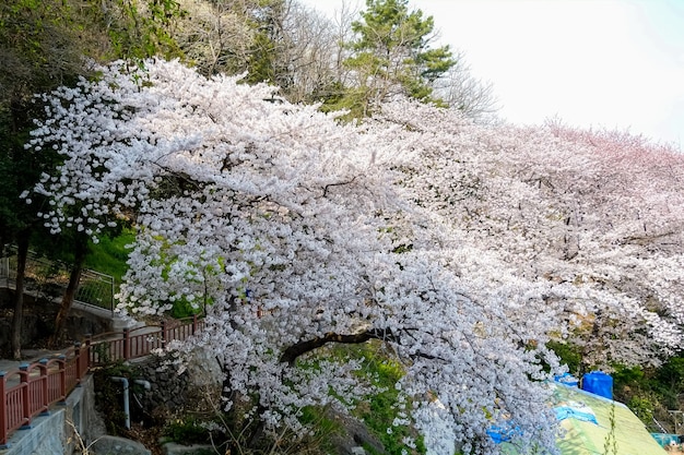 Pessoas caminham no Festival Jinhae Gunhangje em Busan, Coreia.