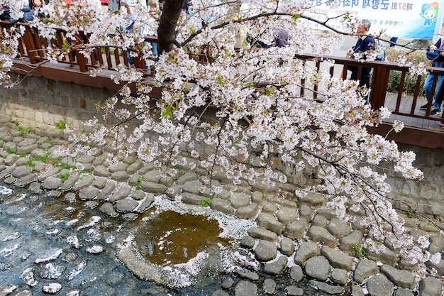 Pessoas caminham no Festival Jinhae Gunhangje em Busan, Coreia.