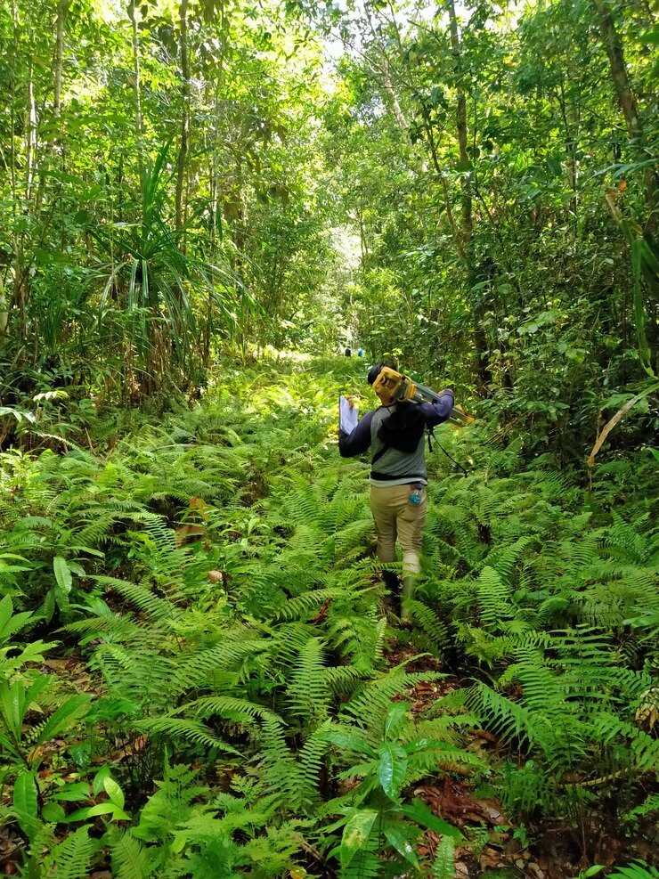 Foto pessoas caminhando por uma estrada de terra em meio a árvores na floresta