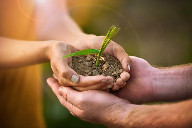 Pessoas carinhosas segurando nas mãos uma planta de semente e crescimento do solo para conservação da consciência ambiental ou desenvolvimento sustentável Eco casal com pequena árvore crescendo na mão para fertilidade ou Dia da Terra