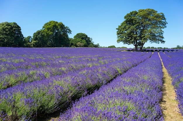 Pessoas curtindo um campo de lavanda em banstead surrey