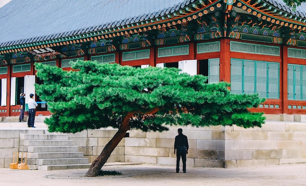 Pessoas da natureza e pontos turísticos da Coreia na Árvore de Seul no fundo do templo