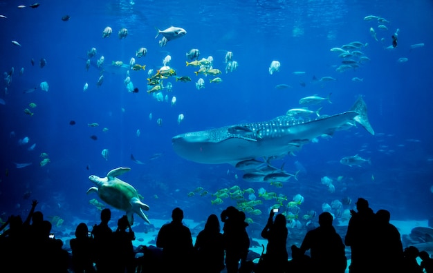Foto pessoas de silhueta no grande aquário