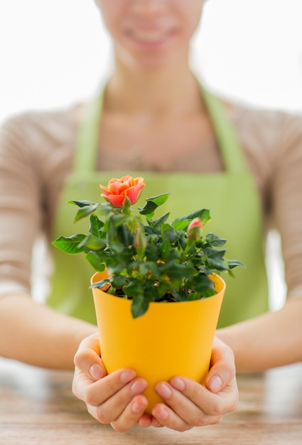 pessoas, jardinagem, flores e conceito de profissão - close-up de mãos de mulher segurando arbusto de rosas em vaso de flores em casa