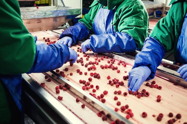 Pessoas no trabalho Mãos de trabalhadores irreconhecíveis em luvas azuis protetoras fazem a seleção de frutas congeladasFábrica para congelamento e embalagem de frutas e legumesBaixa luz e ruído visível