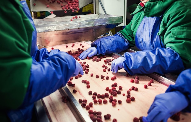 Pessoas no trabalho Mãos de trabalhadores irreconhecíveis em luvas azuis protetoras fazem a seleção de frutas congeladasFábrica para congelamento e embalagem de frutas e legumesBaixa luz e ruído visível