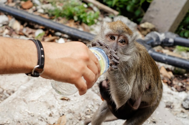 Pessoas salvando animal do calor Homem dando água ao macaco